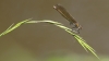 IMG_0450 Calopteryx splendens female